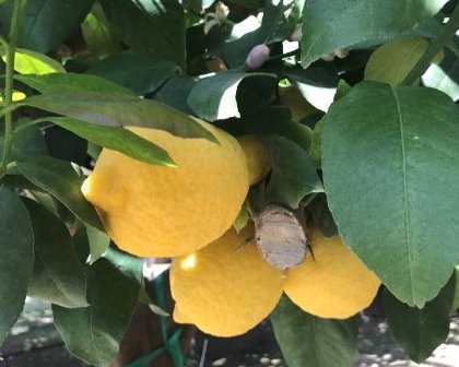 Citrus limon fruit